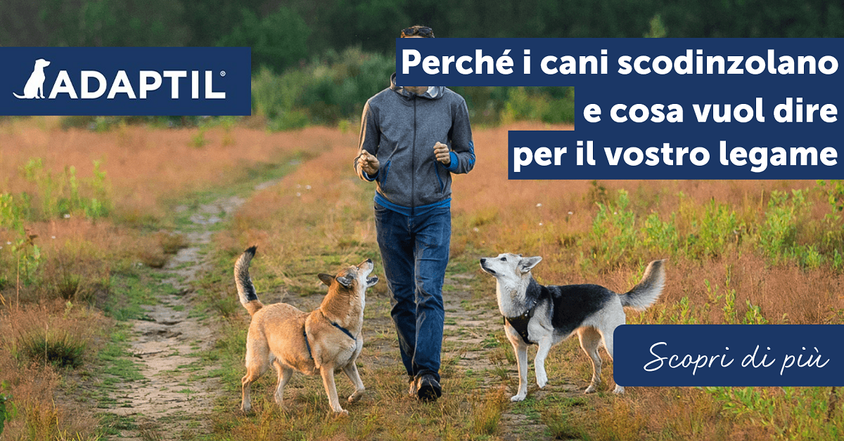 Perché i cani scodinzolano e cosa
